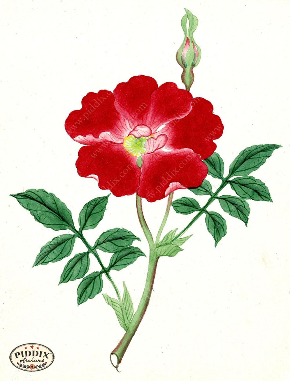 Pdxc5514 -- Japanese Watercolors Watercolor