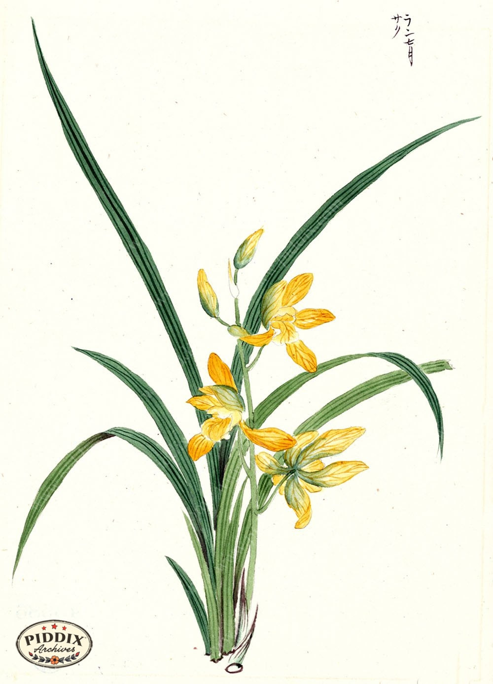 Pdxc5515 -- Japanese Watercolors Watercolor