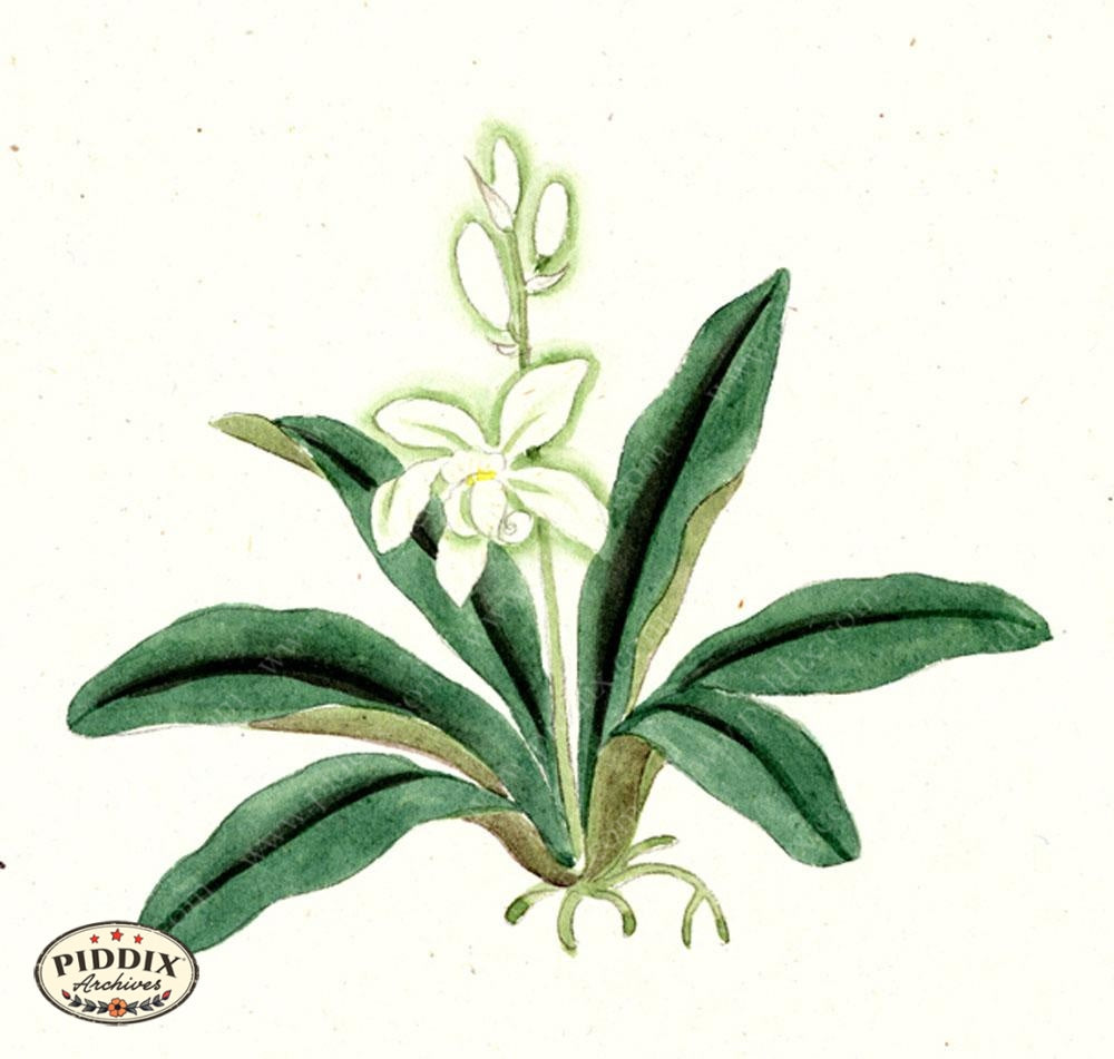 Pdxc5520 -- Japanese Watercolors Watercolor