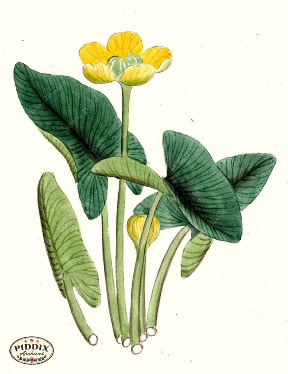 Pdxc5523 -- Japanese Watercolors Watercolor