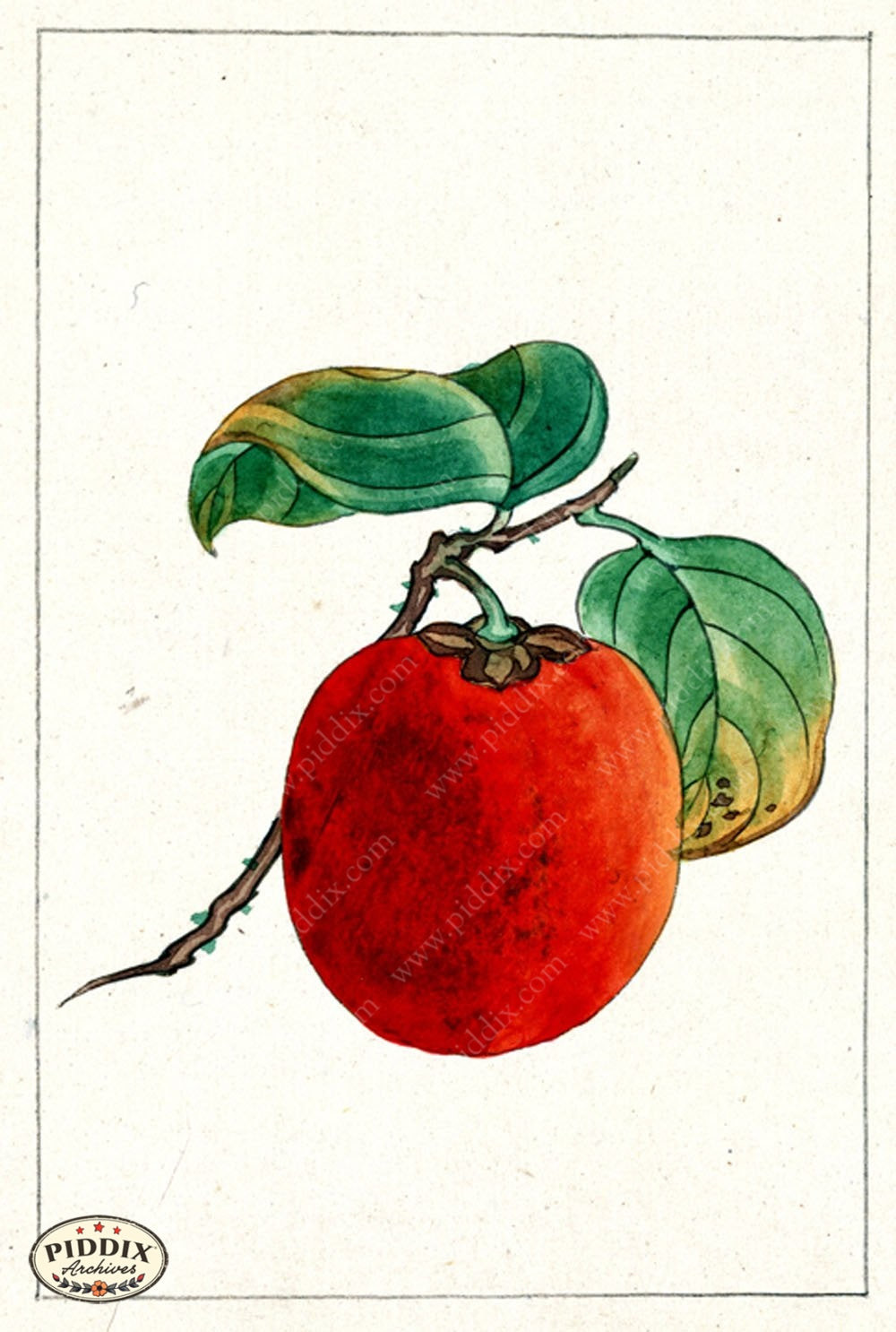 Pdxc5525 -- Japanese Watercolors Watercolor