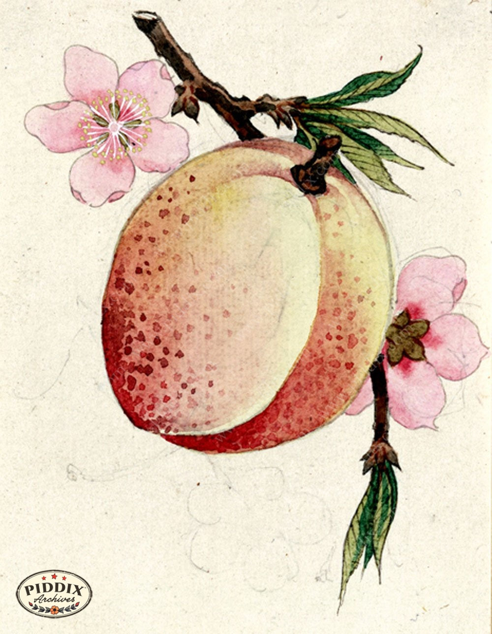 Pdxc5526 -- Japanese Watercolors Watercolor