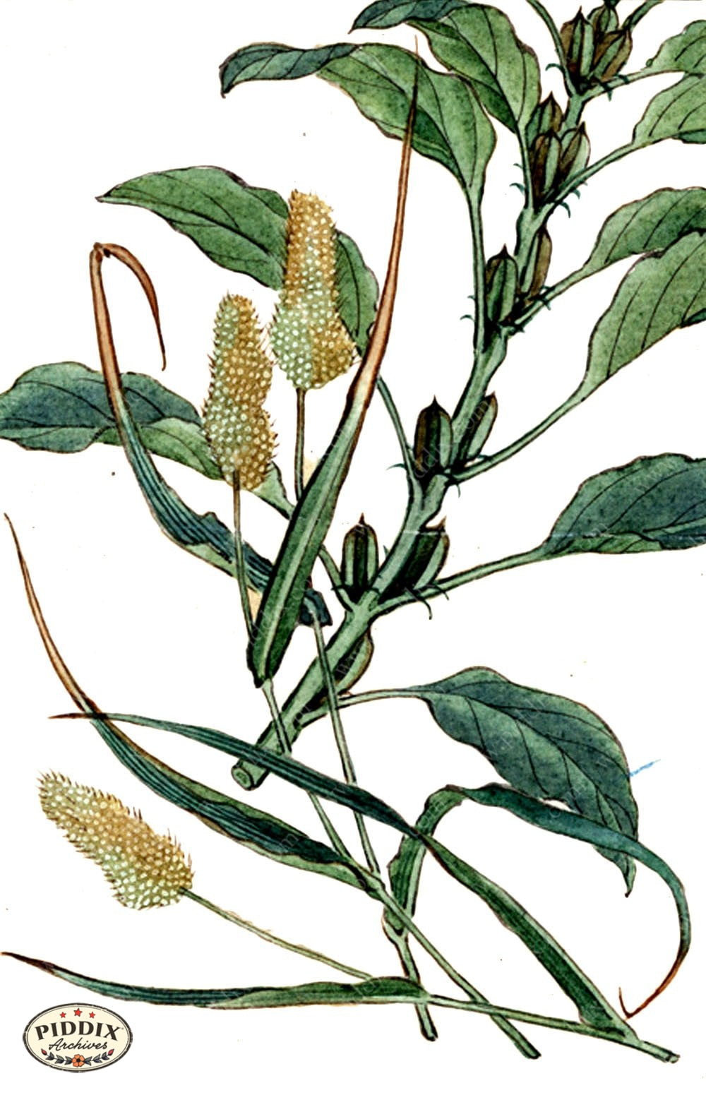 Pdxc5530 -- Japanese Watercolors Watercolor