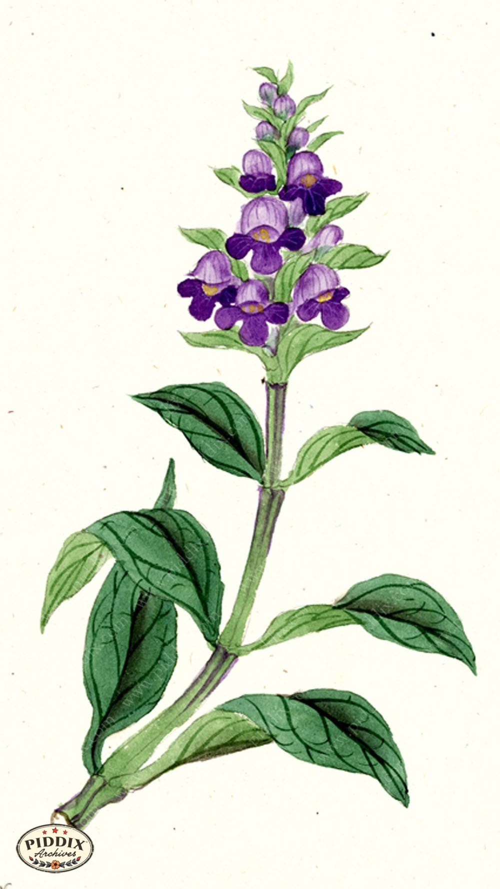 Pdxc5533 -- Japanese Watercolors Watercolor