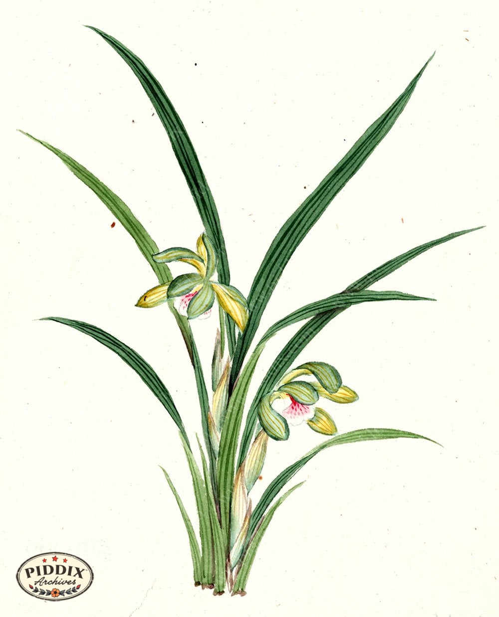 Pdxc5534 -- Japanese Watercolors Watercolor