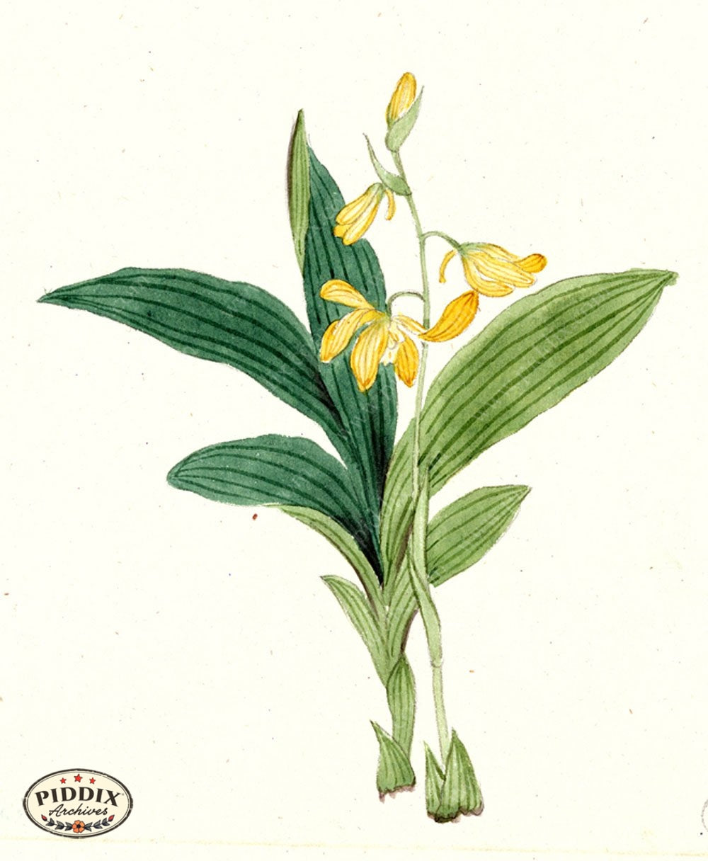 Pdxc5539 -- Japanese Watercolors Watercolor