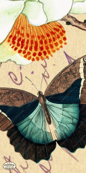Pdxc5731 Butterfly Botanical Original Collage