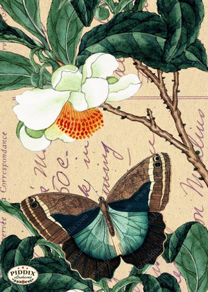 Pdxc5731 Butterfly Botanical Original Collage