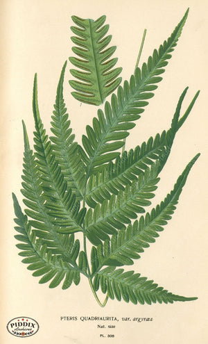 Pdxc5791 -- Plants & Leaves Color Illustration