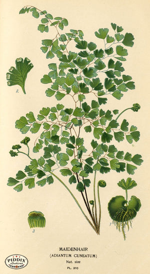 Pdxc5793 -- Plants & Leaves Color Illustration