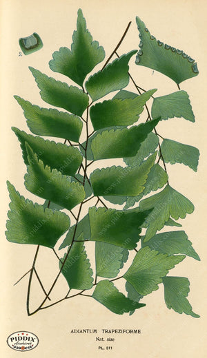 Pdxc5794 -- Plants & Leaves Color Illustration