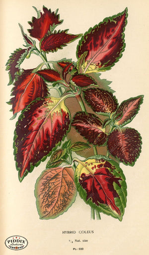 Pdxc5795 -- Plants & Leaves Color Illustration