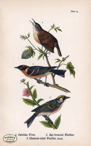 Pdxc5937 -- Birds Color Illustration