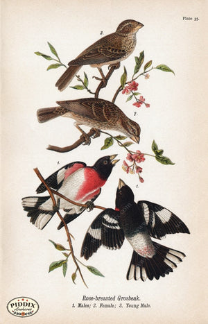 Pdxc5939 -- Birds Color Illustration