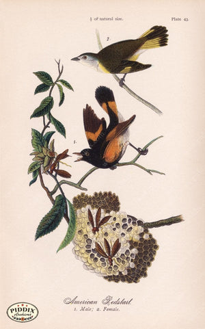 Pdxc5943 -- Birds Color Illustration