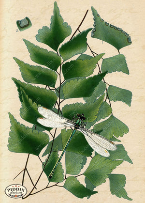 Pdxc5951A -- Plants & Leaves Original Collage