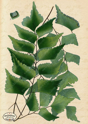 Pdxc5951B -- Plants & Leaves Original Collage