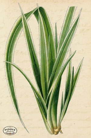 Pdxc5952B -- Plants & Leaves Color Illustration