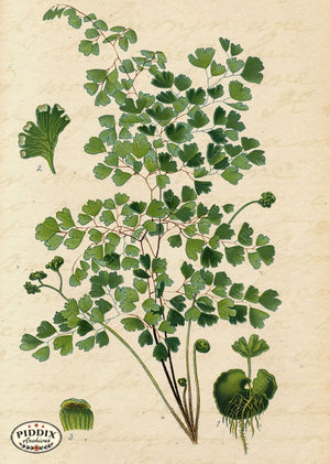 Pdxc5953B -- Plants & Leaves Color Illustration
