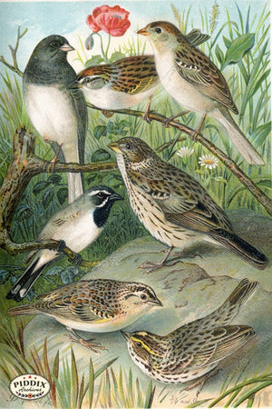 Pdxc5986 -- Birds Color Illustration