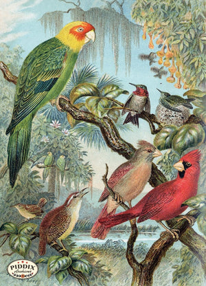 Pdxc5989 -- Birds Color Illustration