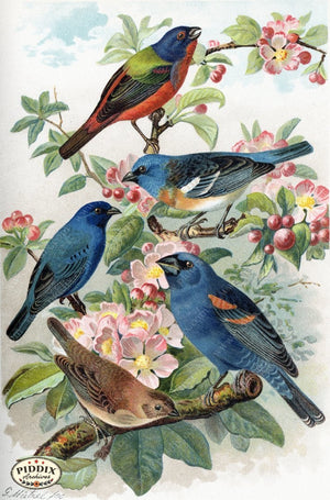 Pdxc5990 -- Birds Color Illustration