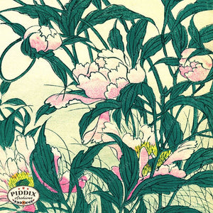 Pdxc6386 -- Pink Peonies