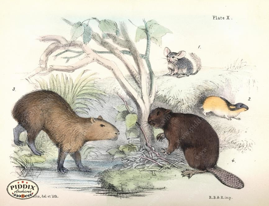 Pdxc7227 -- New For June Color Illustration