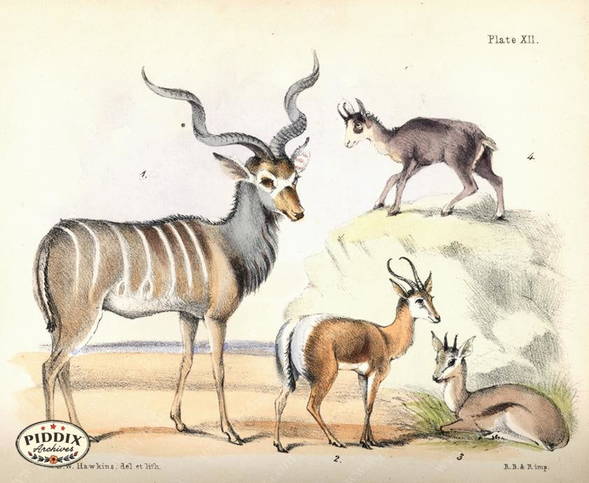 Pdxc7229 -- New For June Color Illustration