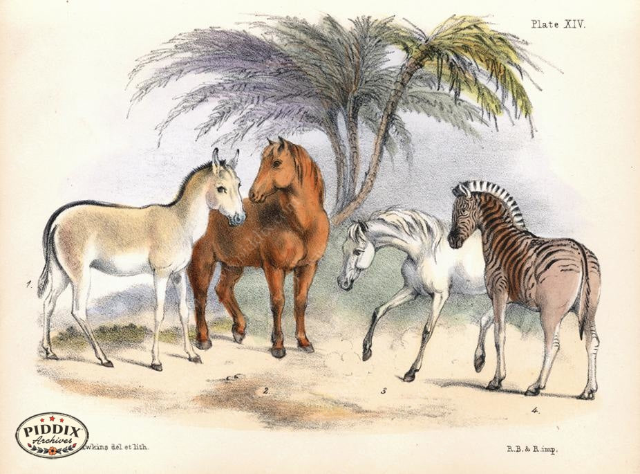 Pdxc7231 -- New For June Color Illustration