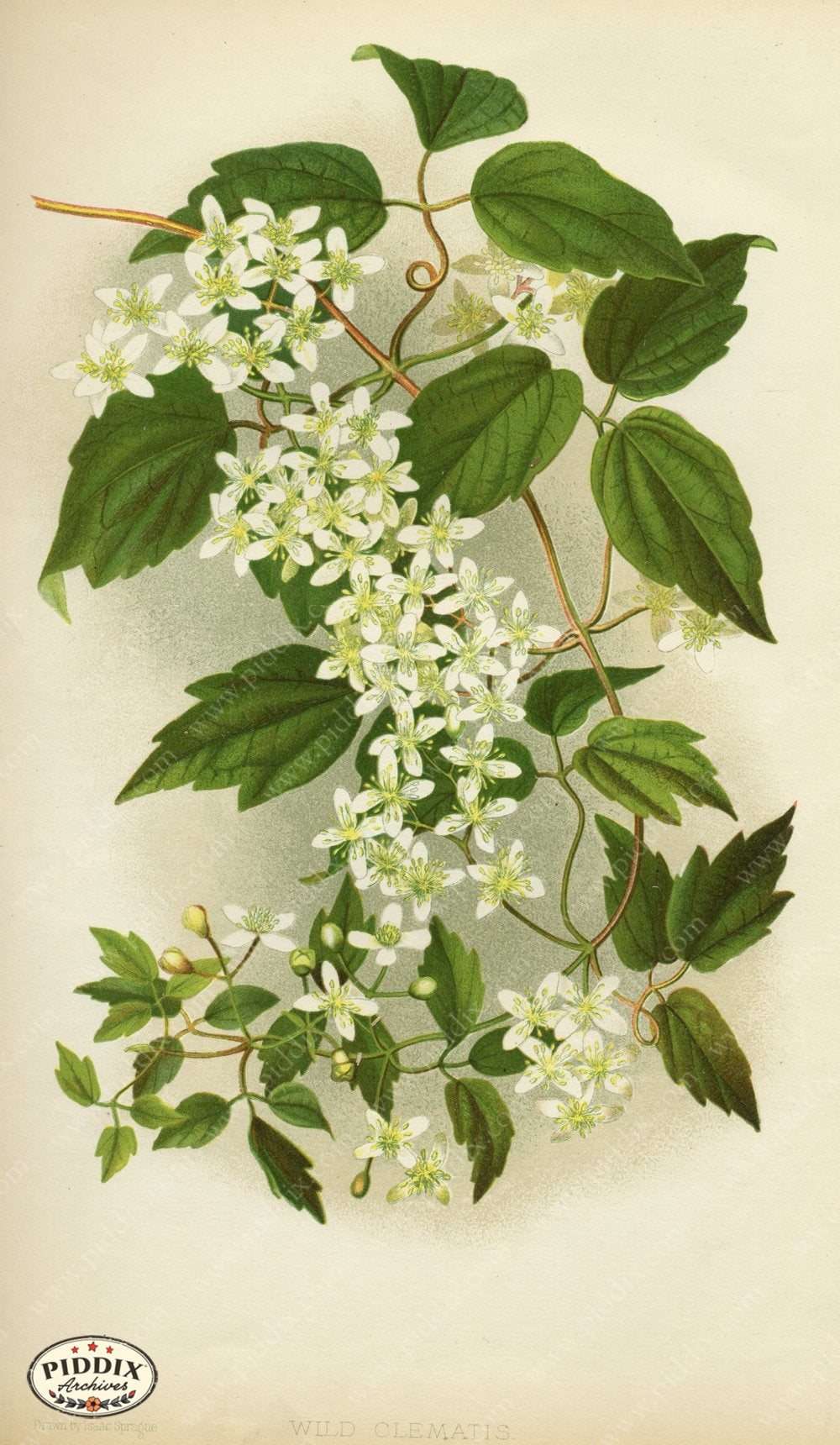 Pdxc9218 -- New For June Color Illustration