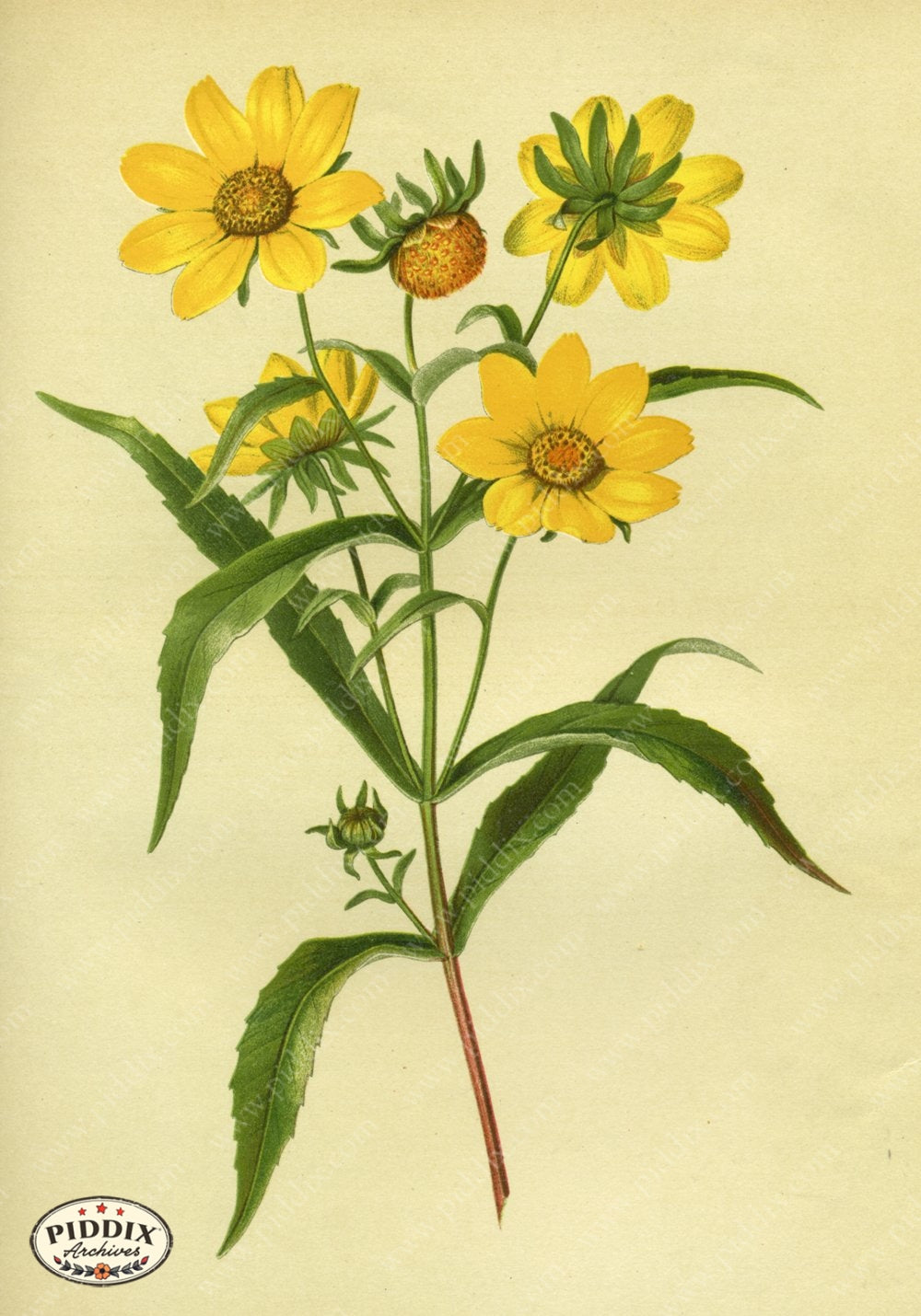 Pdxc9232 -- New For June Color Illustration