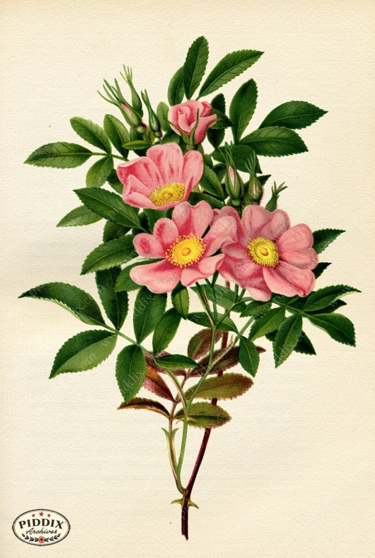 Pdxc9234 -- New For June Color Illustration