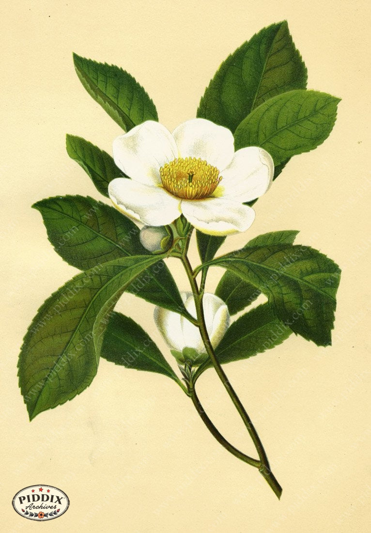 Pdxc9237 -- New For June Color Illustration