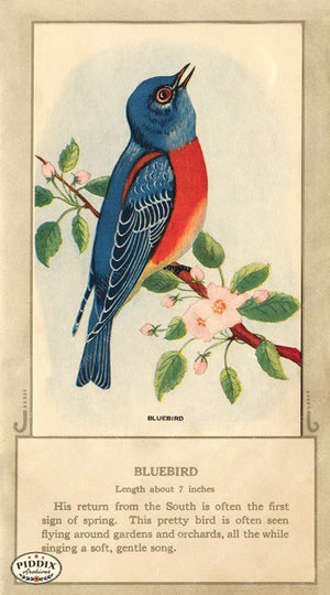 PDXC9664 -- Birds Color Illustration