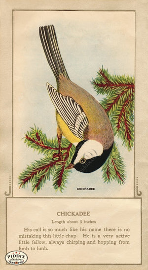 PDXC9668 -- Birds Color Illustration