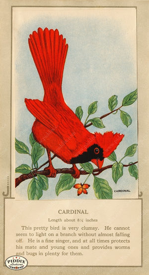 PDXC9677 -- Birds Color Illustration