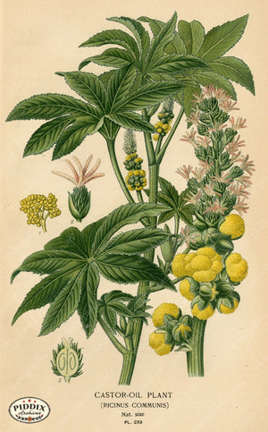 Plants & Leaves Pdxc4078 Color Illustration