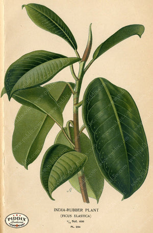 Plants & Leaves Pdxc4079A Color Illustration