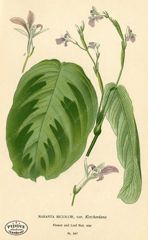 Plants & Leaves Pdxc4094 Color Illustration