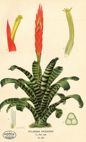 Plants & Leaves Pdxc4098 Color Illustration