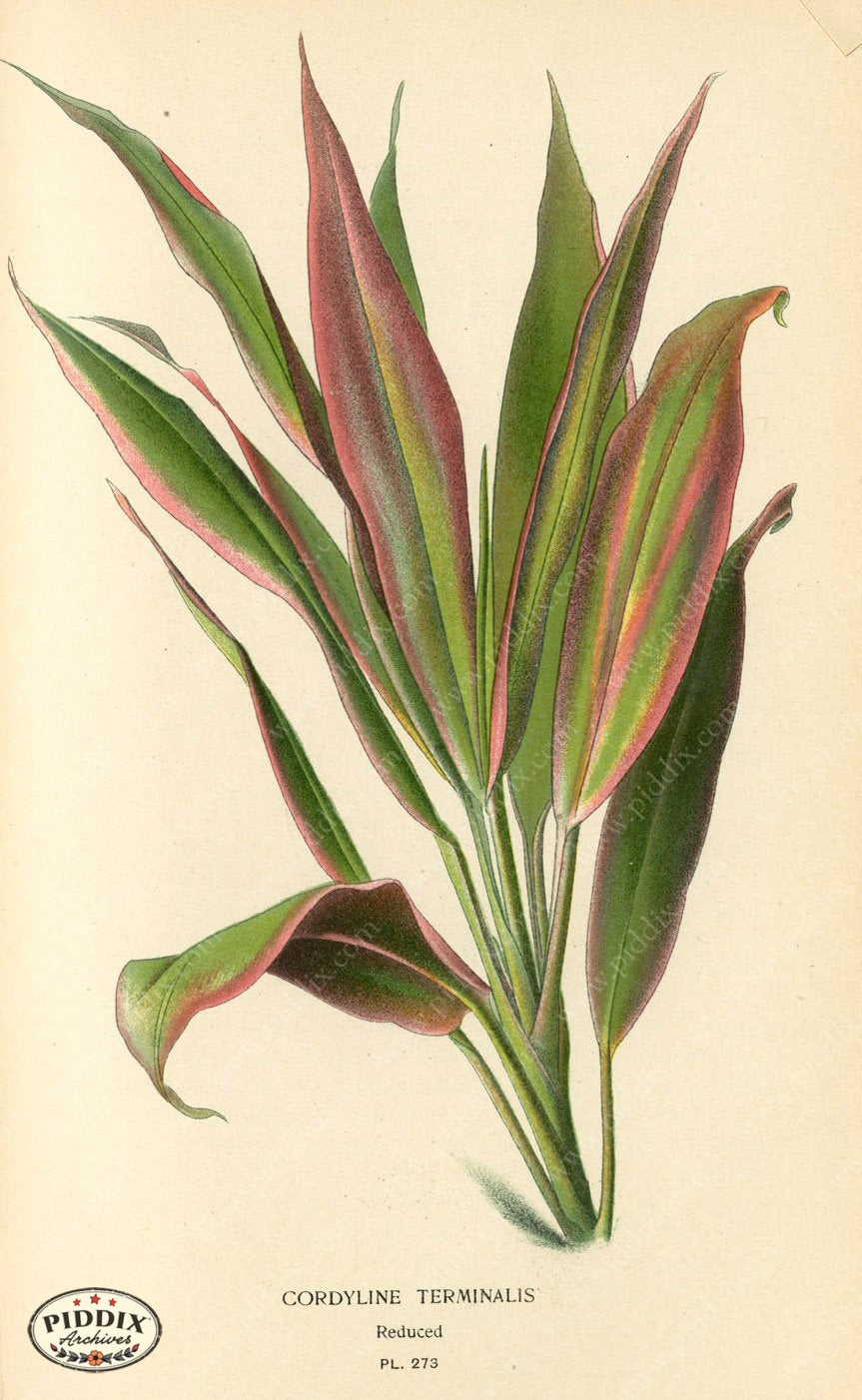 Plants & Leaves Pdxc4114A Color Illustration