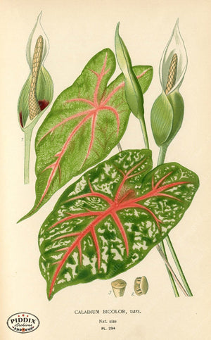 Plants & Leaves Pdxc4136A Color Illustration