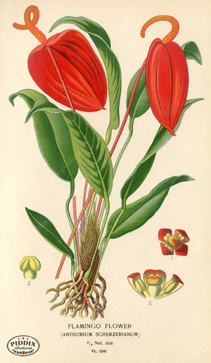 Plants & Leaves Pdxc4139 Color Illustration