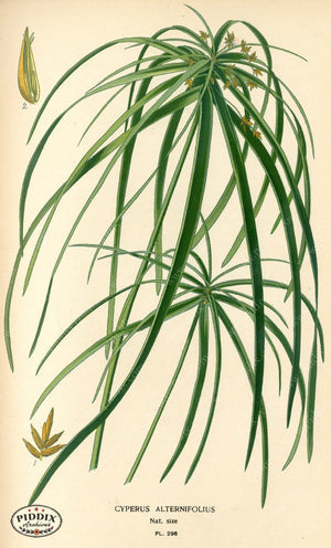 Plants & Leaves Pdxc4141 Color Illustration