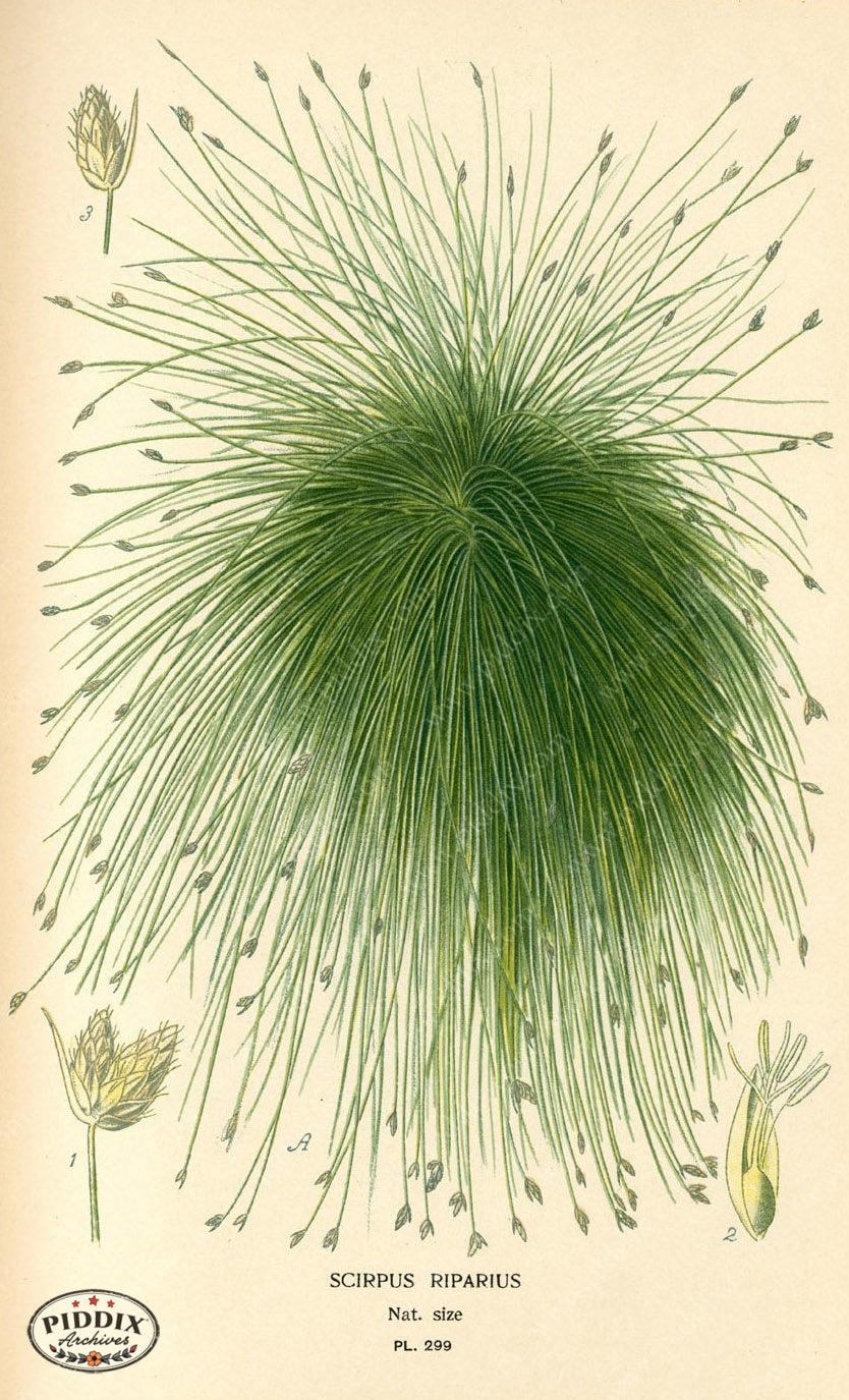 Plants & Leaves Pdxc4142 Color Illustration