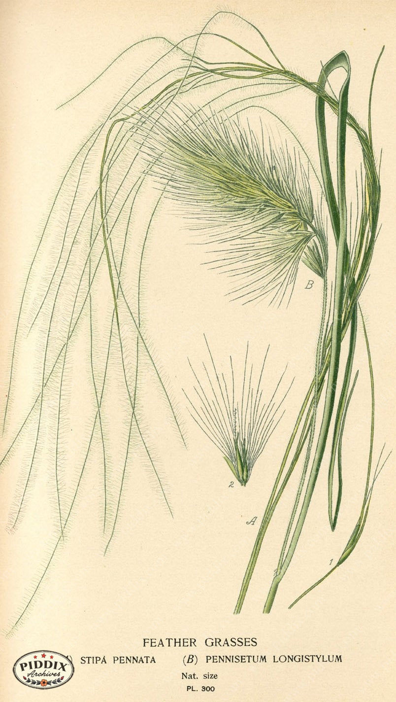 Plants & Leaves Pdxc4143 Color Illustration