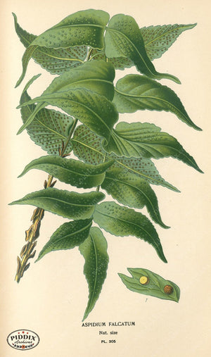 Plants & Leaves Pdxc4148 Color Illustration