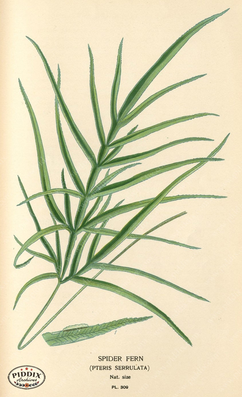 Plants & Leaves Pdxc4153 Color Illustration