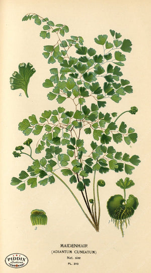 Plants & Leaves Pdxc4154 Color Illustration